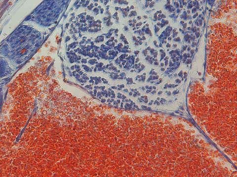 Backbone microscope image