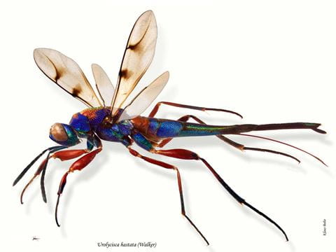 Insect microscope camera