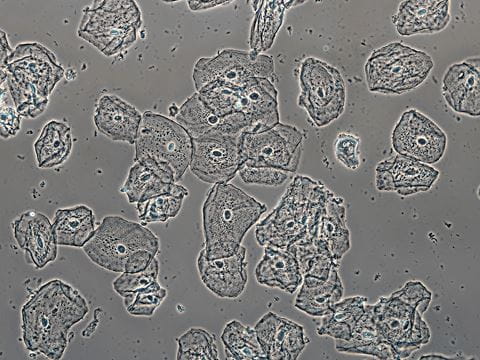 Oral mucosal membrane cells (brightfield)