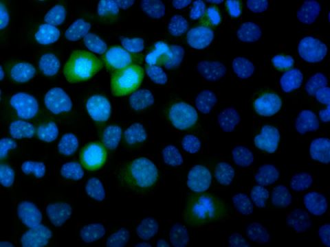 Human keratinocyte (HaCaT-cells) mouse anti cenpf (alexa488)
